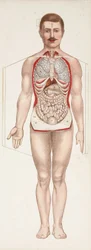 Anatomische Figuren Die inneren Organe, spätes 19. - frühes 20. Jahrhundert