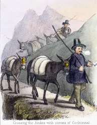 Überquerung der Anden mit Serons von Cochenille, ca. 1845