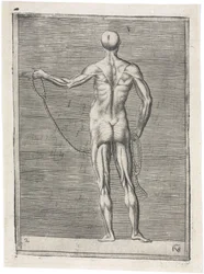 Muskeln Anatomische Studie der männlichen Muskulatur; Mann hält ein Seil, ca. 1555