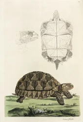 Spornschildkröte