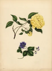 Die wohlriechende China-Rose, Rosa chinensis, Untreue; Die blaue Leberblümchen, Hepatica nobilis, Vertrauen