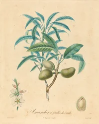 Mandelbaum mit Weidenblättern