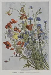 Belebte Blumen: Kornblumen und Mohnblumen