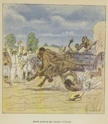 Ochsen, die Lefebvre-Wagen ziehen