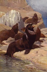 Kalifornischer Seelöwe