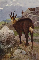 Gämse
