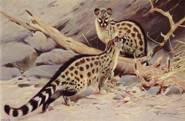 Dongola-Genet