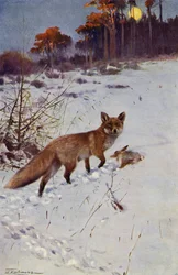 Fuchs