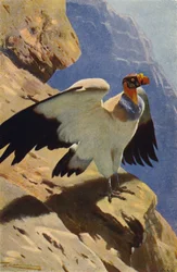 Königsgeier