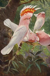 Rosenkakadu