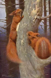 Eichhörnchen