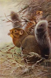 St. Paul Eichhörnchen