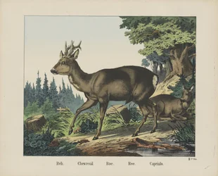 Reh. / Chevreuil. / Roe. / Ree. / Capriulo (Titel auf dem Objekt)