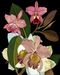 Elegante Rosa Orchideen