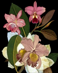 Orchideen und Magnolien