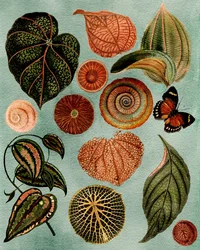 Vintage botanische Studie