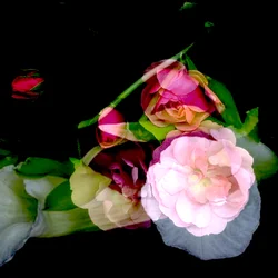 Die Blume meiner Mutter