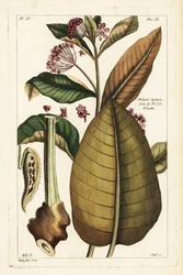 Gewöhnliche Seidenpflanze, Asclepias syriaca