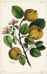 Quittenbaum und Frucht, Cydonia oblonga Pyrus cydonia, Linn